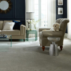 Puppy on couch | Floorco Flooring
